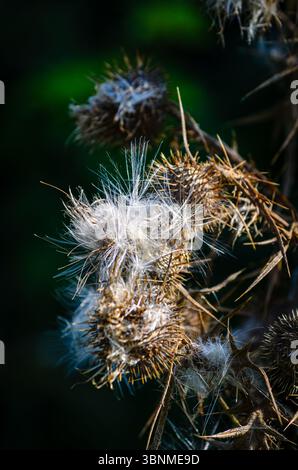 Primo piano di cialde di semi di cardo scottanti alla luce del sole mattutino su sfondo verde Foto Stock