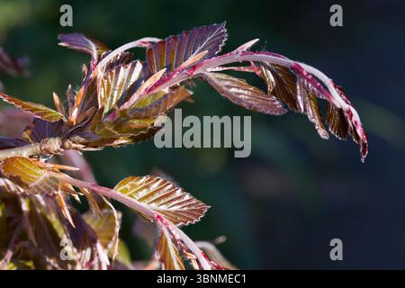 Faggio nero (Fagus sylvatica pendula) - giovani germogli Foto Stock