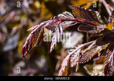 Faggio nero (Fagus sylvatica pendula) - giovani germogli Foto Stock