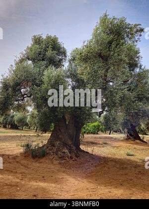 Antico olivo in Puglia, Italia Foto Stock
