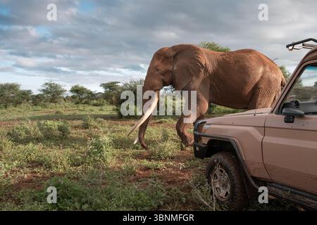 Durante uno straordinario safari in Kenya, il leggendario Craig, uno degli ultimi grandi tusker rimasti, si avvicina a un veicolo con calma maestosità. Foto Stock