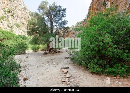 Olivo nella Gola di Agiofarango, Creta, Grecia Foto Stock