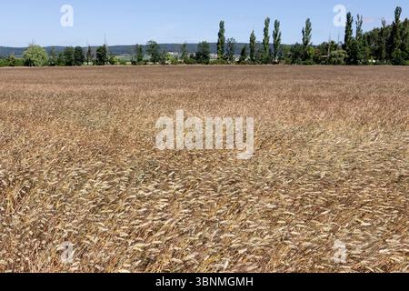 Getreidefeld, Emmer, Triticum dicoccum auch Zweikorn, Urgetreide // campo di grano, Emmer, Triticum dicoccum anche Einkorn, grano antico - 20250630 PD15153 credito: APA-PictureDesk/Alamy Live News Foto Stock