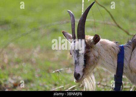 Una capra grigia adulta con corna guarda la telecamera. Foto Stock