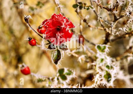 rovere rosso con fiori, rosone e parrucchiere in inverno Foto Stock