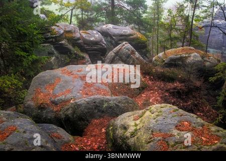 Il paesaggio della foresta nebbiosa presenta grandi massi ricoperti di muschio e alberi sempreverdi Foto Stock