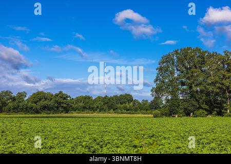 Prato, alberi, zona rurale, albero di trasmissione Foto Stock