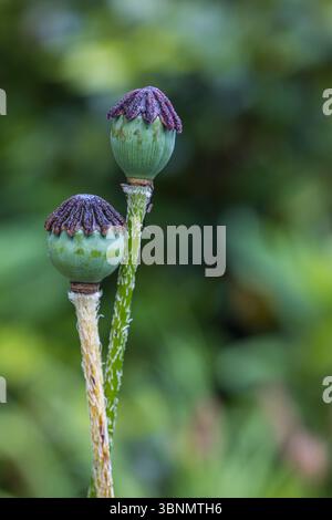 Papavero da oppio (Papaver somniferum), appassito, capsula di semi, petalo, primo piano Foto Stock