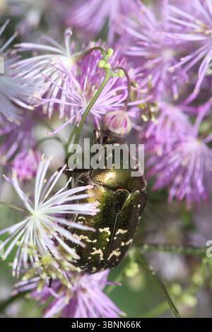 sfregamento in rame ssp. metallica (Protaetia cuprea metallica) su rue del prato della columbine (Thalictrum aquilegifolium) Foto Stock