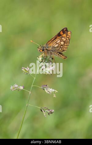 Skipper artico (Carterocephalus palaemon) seduto su prato comune (Poa pratensis) Foto Stock