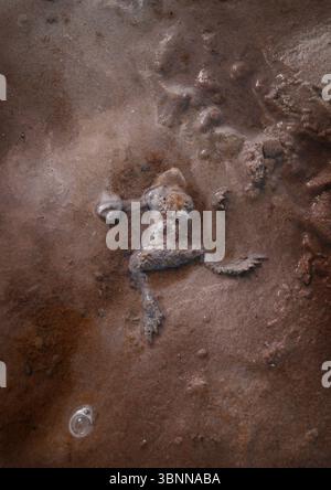 Una rana morta in sabbia bagnata, limo, fango, rospo, bolla d'aria Foto Stock