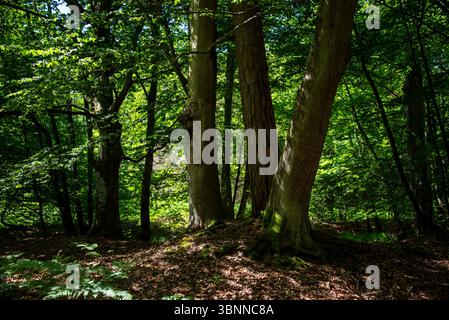 La luce del sole cade attraverso la fitta tettoia nella foresta di Darßwald vicino a Prerow, Meclemburgo-Pomerania occidentale, Germania Foto Stock