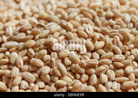 Primo piano dell'orzo perlato essiccato su fondo piatto. Foto Stock