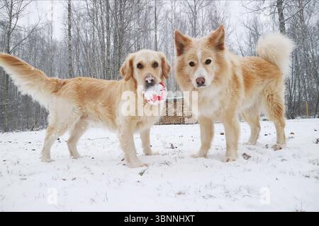 Cani che giocano sulla neve in inverno. Foto Stock