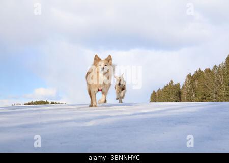 Cani che giocano sulla neve in inverno. Foto Stock