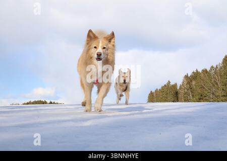 Cani che giocano sulla neve in inverno. Foto Stock
