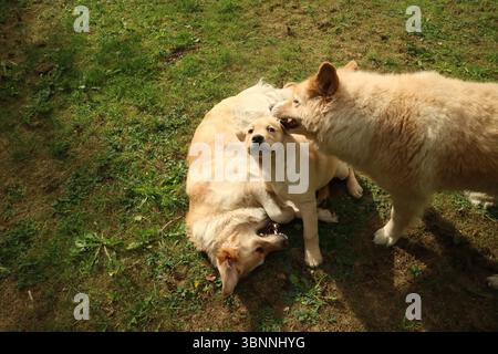 I tuoi cani giocano. Foto Stock