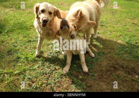 I tuoi cani giocano. Foto Stock