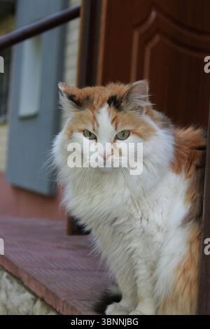 Gatto turco con occhi verdi seduto sul portico della casa. Bella pelliccia d'angora soffice bianca e dettagli marroni, grande razza di gatto. Foto Stock