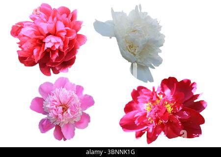 Bellissime peonie su sfondo bianco. Fiori rosa, bianchi, arancioni isolati. Foto Stock