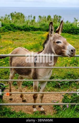 Vista laterale ritratto dell'asino nano delle Azzorre maschile, equus asinus, Associação de Criadores do burro Anão da Ilha da Graciosa, isola Graciosa, Azzorre, Por Foto Stock