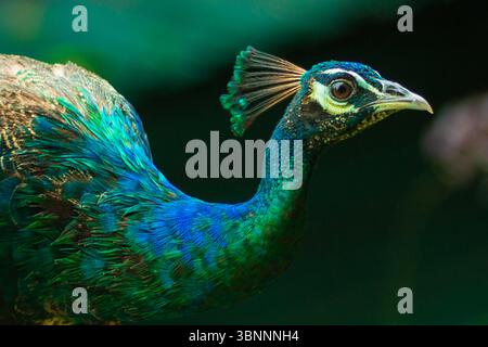 bellissimo colpo alla testa di pavone in primo piano Foto Stock