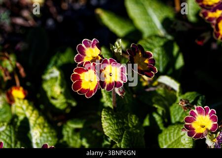 La Primula vulgaris è una specie di pianta in fiore della famiglia delle Primulaceae, originaria dell'Eurasia. Il nome comune di questa pianta è la primula. Foto Stock