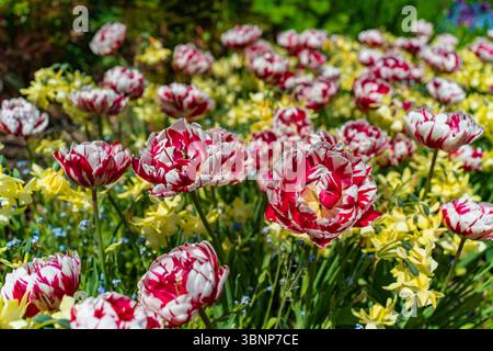 Tulipani colorati nei Butchart Gardens a Brentwood Bay sull'isola di Vancouver, Canada Foto Stock