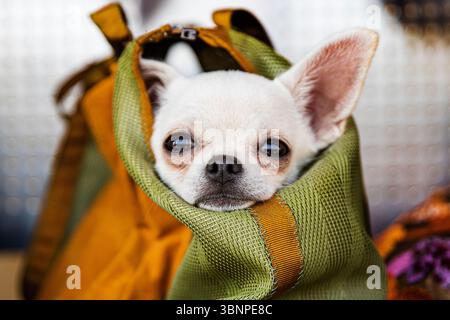 Chihuahua bianco in un portabicchieri, bel ritratto di un cane piccolo Foto Stock