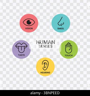 Icone dei sensi umani: Visione, odore, gusto, tocco, udito Illustrazione Vettoriale
