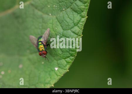 Macro dettagliato di Lucilia sericata soffiata su una foglia di giardino, con corpo verde scintillante e struttura alare simmetrica sotto illuminazione naturale Foto Stock