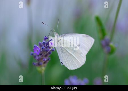 Sereno primo piano di farfalla bianca sul fiore di lavanda in luce naturale, catturando la bellezza degli impollinatori e il delicato fascino dei fiori selvatici Foto Stock