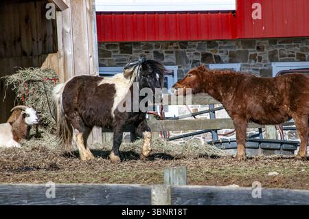 Un cavallo marrone e bianco si trova di fronte a un fienile rosso. Una capra si sta stendendo sullo sfondo Foto Stock