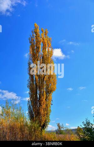 La solitudine del gigante, alto pioppo con foglie color ocra dorate contro un cielo blu con alcune piccole nuvole che lo decorano Foto Stock
