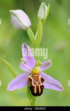 Orchidee des Jahres 1995... Bienen-Ragwurz Ophrys apifera , Detailaufnahme Blütenstand, auffällige wilde Orchidee, Wildblume, Wuchshöhe 20 bis 50 cm, heimische Natur *** Orchidea di api / Bienen-Ragwurz Ophrys apifera, primo piano, infiorescenza, fioritura, orchidea selvatica, specie autoctone, fauna selvatica, Europa. Nordrhein-Westfalen Deutschland, Europa Foto Stock