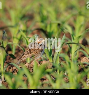 im jungen Mais... Feldlerche Alauda arvensis , bekannter heimischer Singvogel, typischer Charaktervogel der offenen Feldflur, leidet unter den großflächtigen Monokulturen der intensiven Landwirtschaft, stark gefährdeter Feld- und Wiesenbrüter *** Skylark Alauda arvensis , uccello adulto, seduto in un campo di mais, minacciato da, attraverso un'allevamento intensivo, fauna selvatica, Europa. Nordrhein-Westfalen Deutschland, Westeuropa Foto Stock