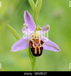 Orchidee des Jahres 1995... Bienen-Ragwurz Ophrys apifera , Detailaufnahme Blütenstand, auffällige wilde Orchidee, Wildblume, Wuchshöhe 20 bis 50 cm, heimische Natur *** Orchidea di api / Bienen-Ragwurz Ophrys apifera, primo piano, infiorescenza, fioritura, orchidea selvatica, specie autoctone, fauna selvatica, Europa. Nordrhein-Westfalen Deutschland, Europa Foto Stock