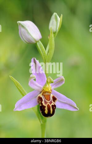 Orchidea/Bienen-Ragwurz ( Ophrys apifera), primo piano, infiorescenza, fioritura, orchidea selvatica, specie autoctone, fauna selvatica, Europa. Foto Stock
