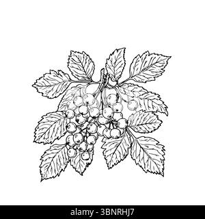Bacche e foglie su ramo, schizzo in bianco e nero. Illustrazione vettoriale. Cenere o viburno Vountain, raccolta autunnale, isolata sullo sfondo. Per i libri Illustrazione Vettoriale
