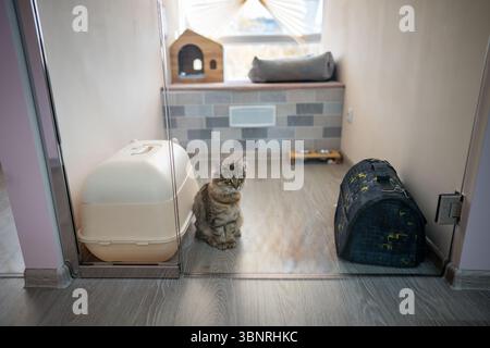 Il gatto solitario aspetta i proprietari in una camera d'albergo. Pensione per animali, cura degli animali, ospitalità e riparo Foto Stock