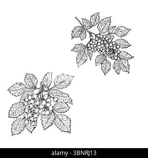 Bacche e foglie su ramo, schizzo in bianco e nero. Illustrazione vettoriale. Rowan o viburnum, raccolti in autunno, isolati su fondo bianco. Per b Illustrazione Vettoriale