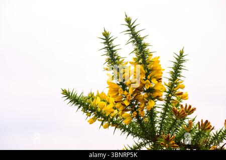I fiori gialli di gorse si stagliano contro un cielo nuvoloso bianco e soffice, creando una scena allegra e vivace in natura Foto Stock