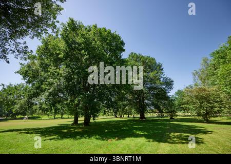 Ampio parco con vibranti prati verdi e alberi torreggianti sotto un cielo blu limpido, creando un'atmosfera all'aperto serena e invitante Foto Stock