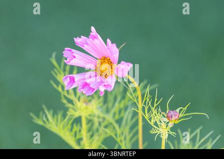COSMOS bipinnatus conchiglia fiore rosa Foto Stock