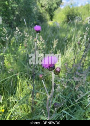 Una splendida vista ravvicinata di un cardo viola in un lussureggiante campo verde. Foto Stock