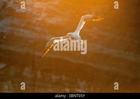 Gannet settentrionale - Morus bassanus - a Heligoland, Germania Foto Stock
