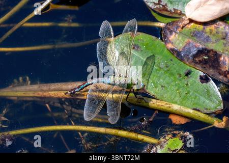 Imperatore Dragonfly, Anax imperatore a Tintinhull, Somerset, Inghilterra Foto Stock