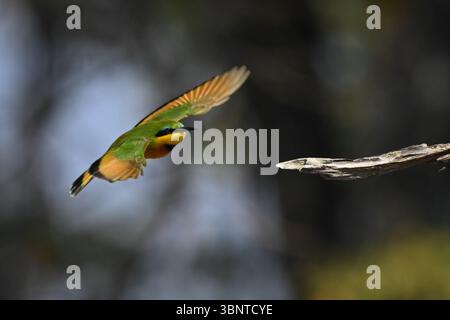 Piccola mangia di api con catchlight che vola verso Branch Foto Stock