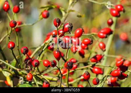 Rosa rossa anche bacche su un cane rosa arbusto, Rosa canina, Essex UK Foto Stock