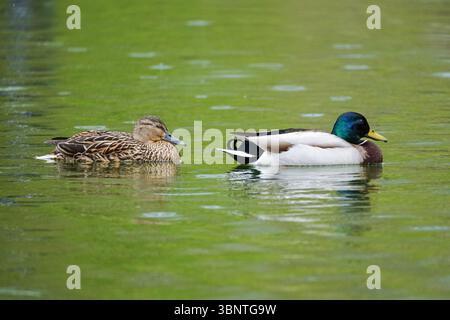 Anatra Mallard, Anas platyrhynchos, nuoto maschile e femminile su un lago Foto Stock